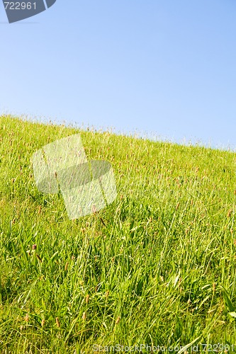 Image of Lawn