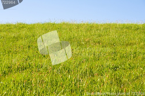 Image of Lawn