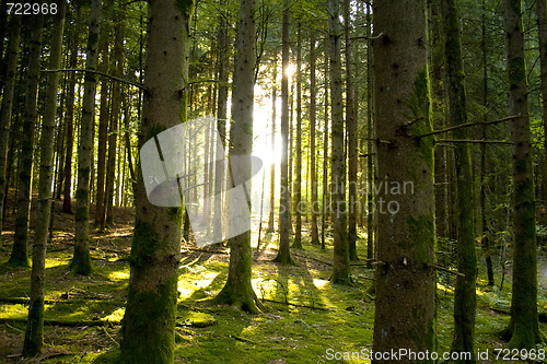 Image of Beautiful scenery and sunbeams in the forest