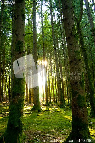 Image of Beautiful scenery and sunbeams in the forest