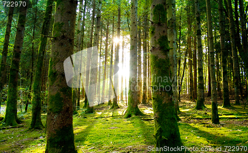 Image of Beautiful scenery and sunbeams in the forest