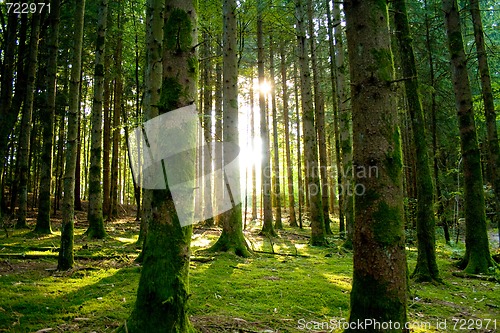 Image of Beautiful scenery and sunbeams in the forest