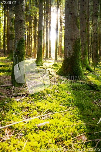 Image of Beautiful scenery and sunbeams in the forest