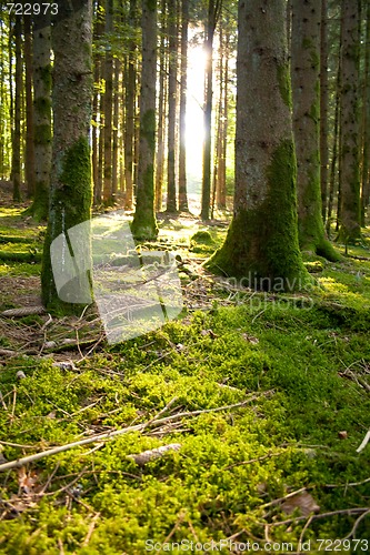 Image of Beautiful scenery and sunbeams in the forest