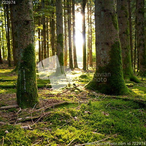 Image of Beautiful scenery and sunbeams in the forest