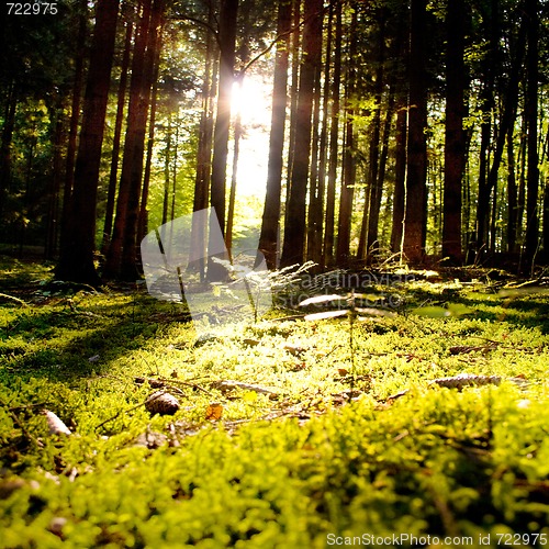 Image of Beautiful scenery and sunbeams in the forest