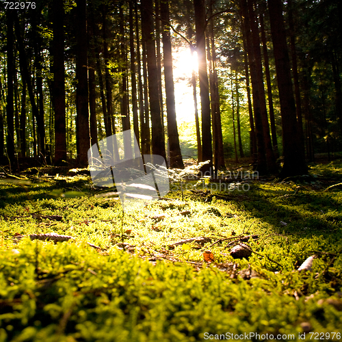 Image of Beautiful scenery and sunbeams in the forest