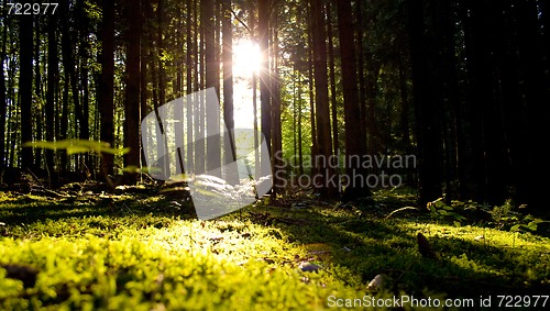 Image of Beautiful scenery and sunbeams in the forest