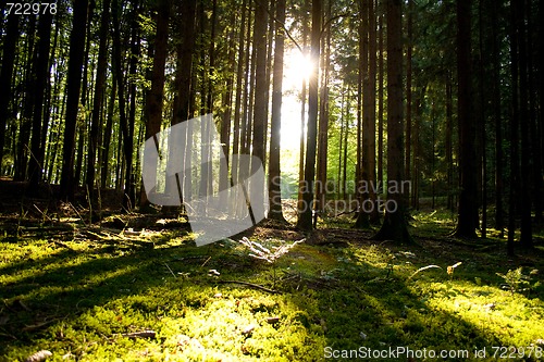 Image of Beautiful scenery and sunbeams in the forest