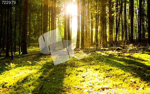 Image of Beautiful scenery and sunbeams in the forest