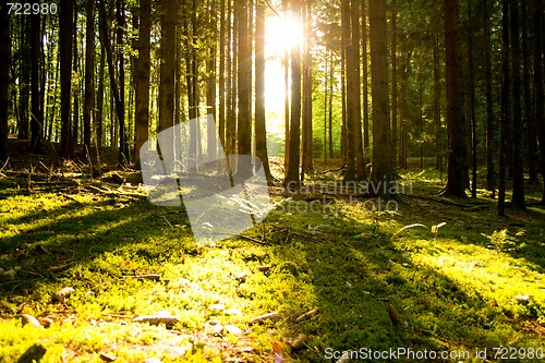 Image of Beautiful scenery and sunbeams in the forest