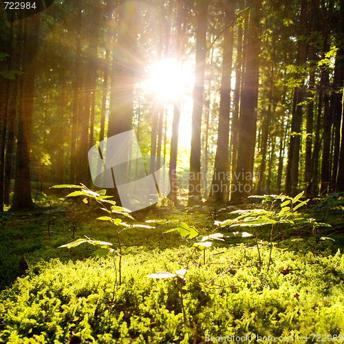 Image of Beautiful scenery and sunbeams in the forest