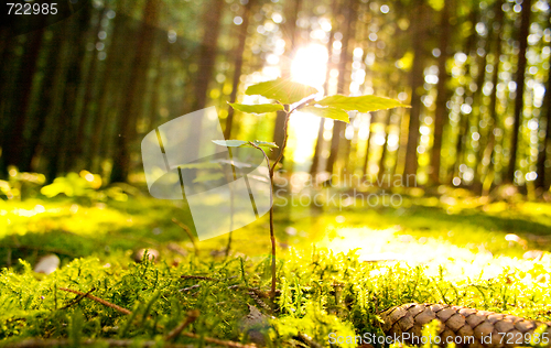 Image of Beautiful scenery and sunbeams in the forest