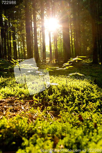 Image of Beautiful scenery and sunbeams in the forest