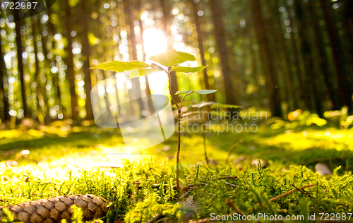 Image of Beautiful scenery and sunbeams in the forest