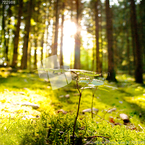 Image of Beautiful scenery and sunbeams in the forest