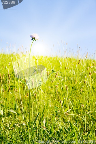 Image of Idyllic lawn with sunlight