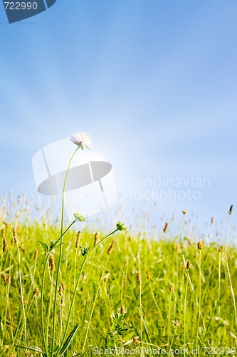 Image of Idyllic lawn with sunlight