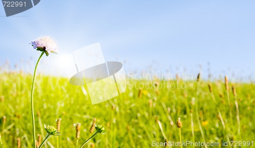 Image of Idyllic lawn with sunlight