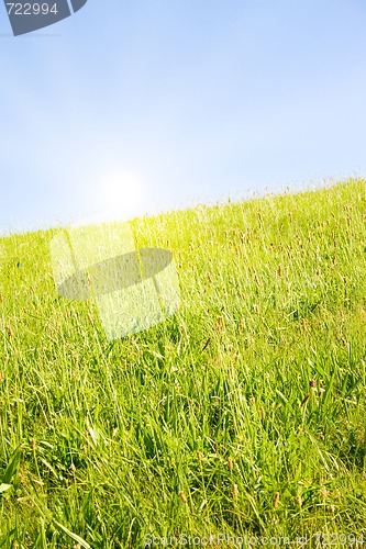 Image of Idyllic lawn with sunlight