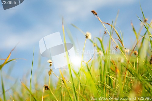 Image of Idyllic lawn with sunlight