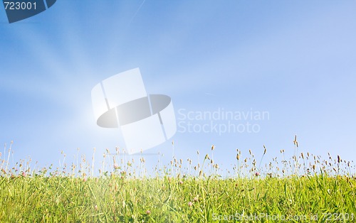 Image of Idyllic lawn with sunlight