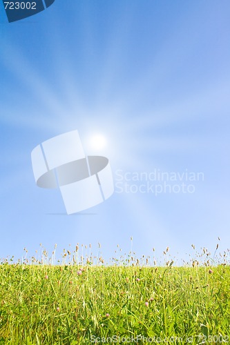 Image of Idyllic lawn with sunlight