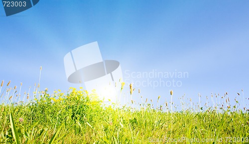 Image of Idyllic lawn with sunlight