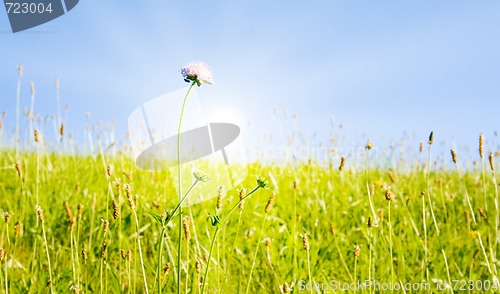 Image of Idyllic lawn with sunlight