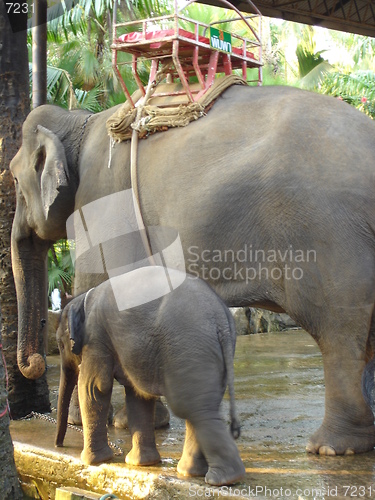 Image of Elephants in Pattaya, Thailand