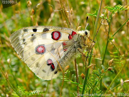 Image of nomion butterfly