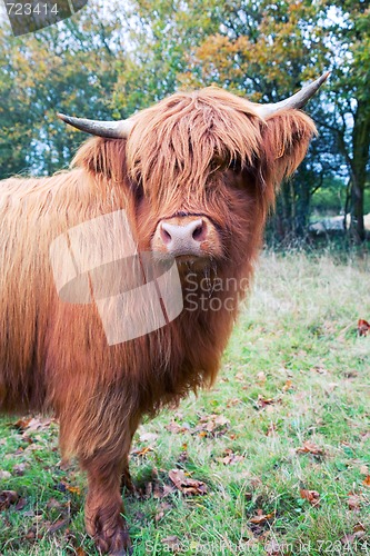 Image of Highland cow