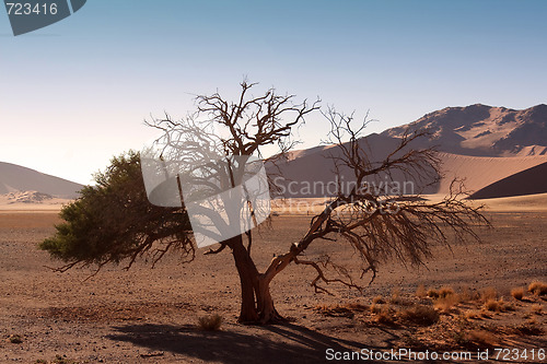 Image of red dunes of sossusvlei