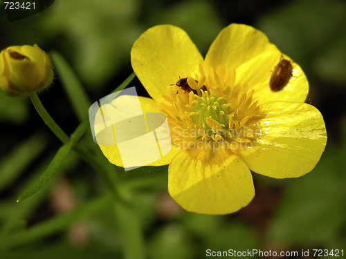 Image of Vivid Yellow