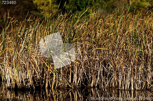 Image of  grass