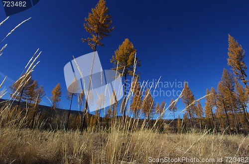 Image of Larch trees in fall