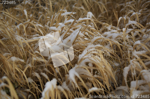 Image of  grass