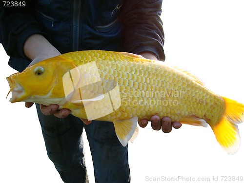 Image of Koi yellow Carp