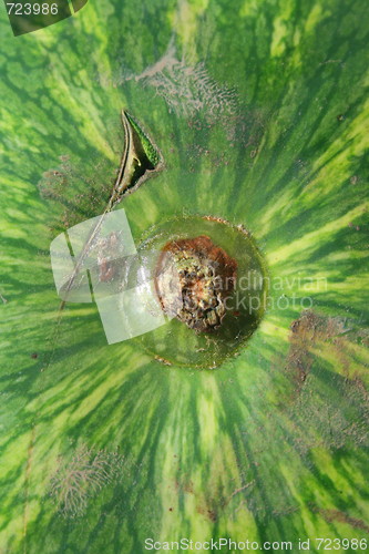 Image of Watermelon