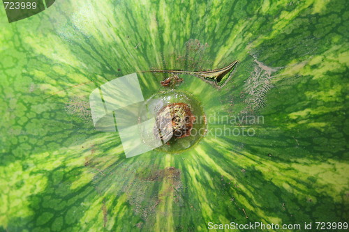 Image of Watermelon
