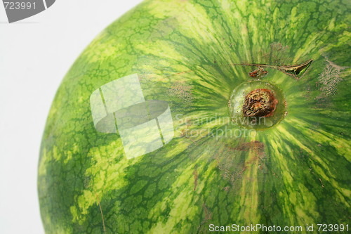 Image of Watermelon
