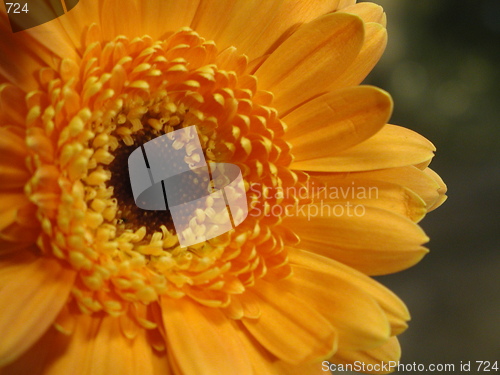 Image of flower