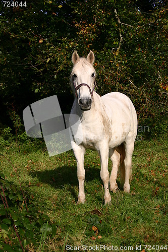 Image of Grey horse