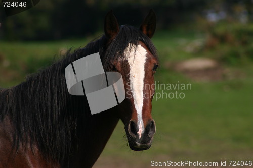 Image of Horse portrait