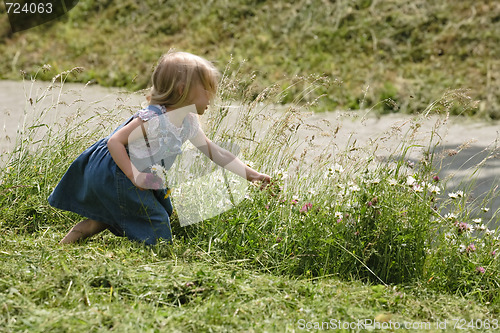 Image of pick flowers