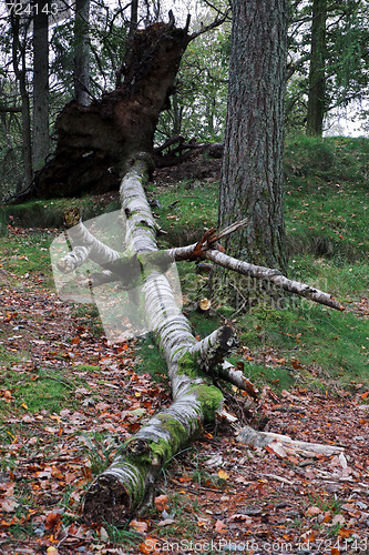 Image of Uprooted Tree