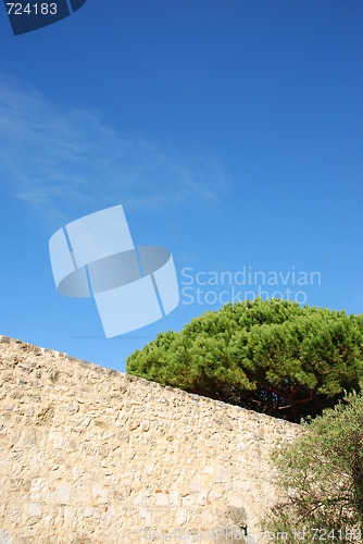 Image of Ancient ruins detail with gorgeous tree