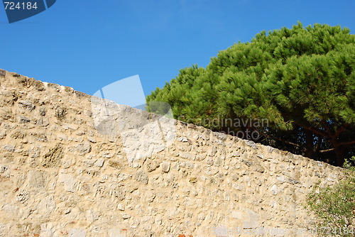 Image of Ancient ruins detail with gorgeous tree