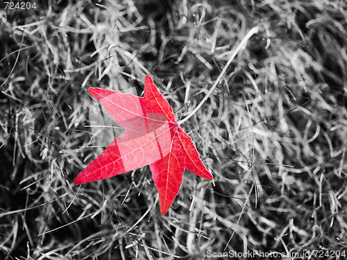 Image of Red autumn leaf