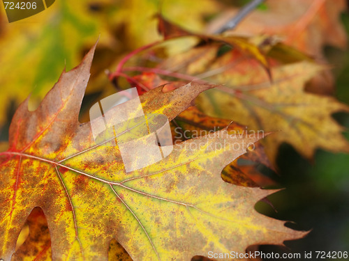 Image of Red oak leaves